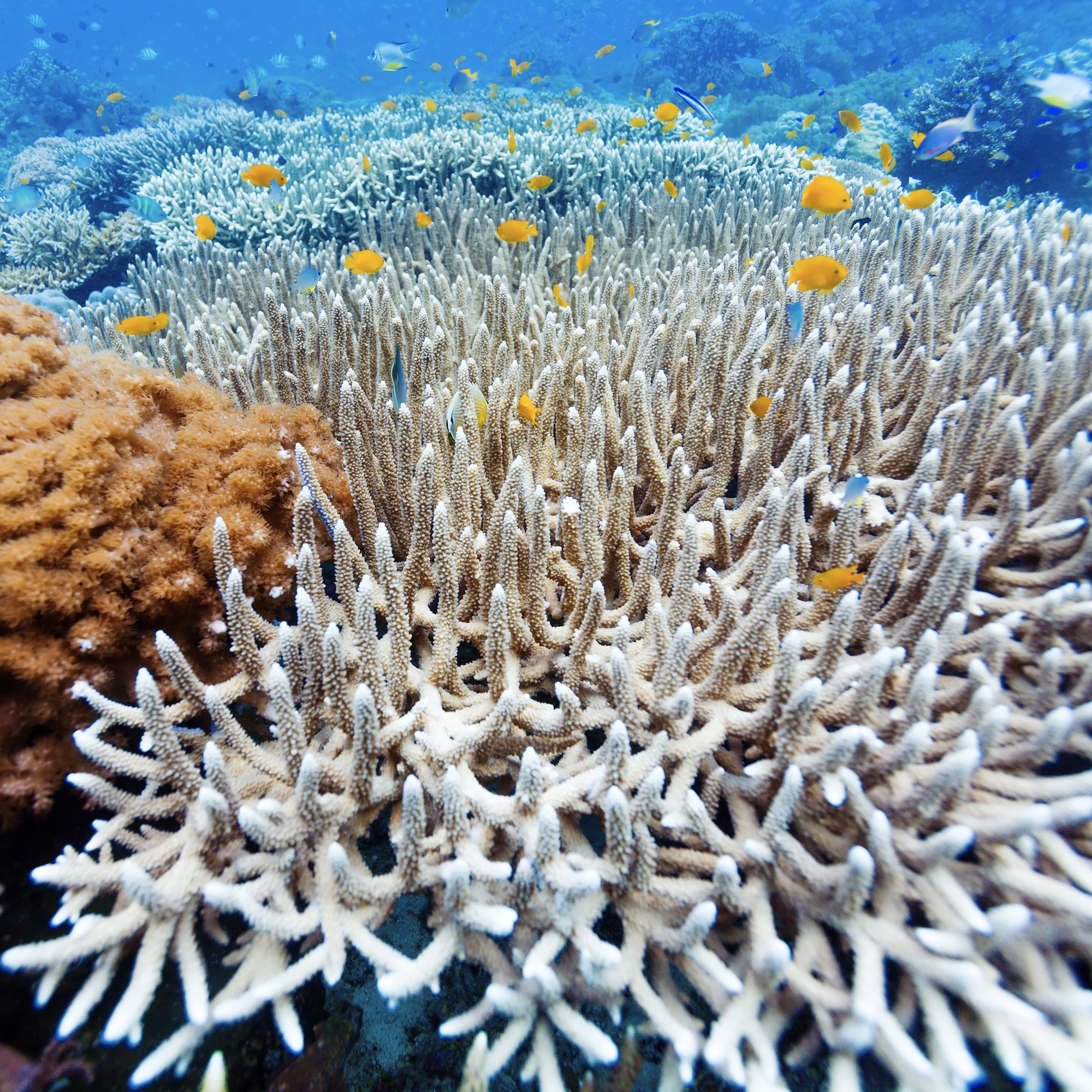 coral, bleaching, marine science