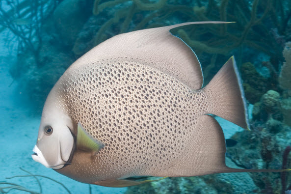 Caribbean Fish Identification