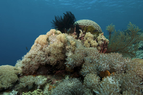 Natural History of Indo-Pacific Coral