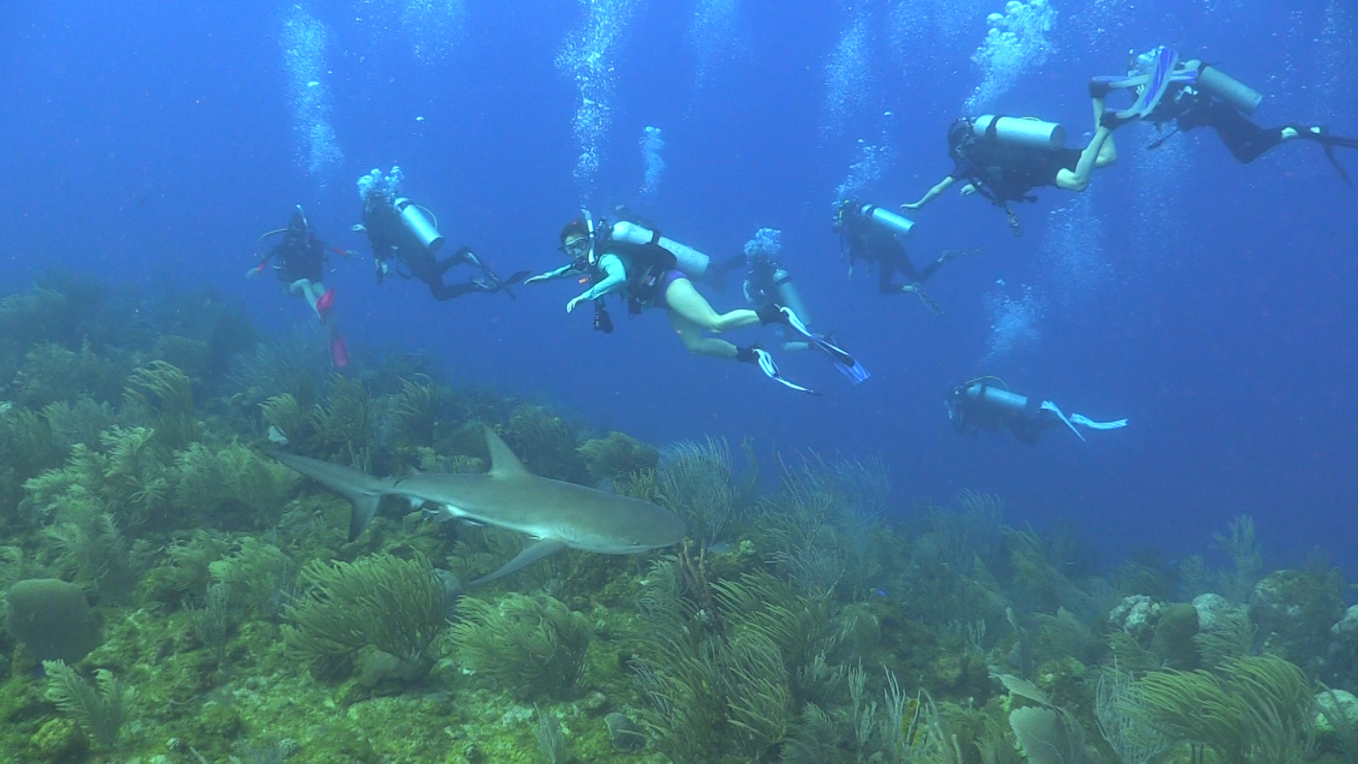 Reef shark and TIDES students.