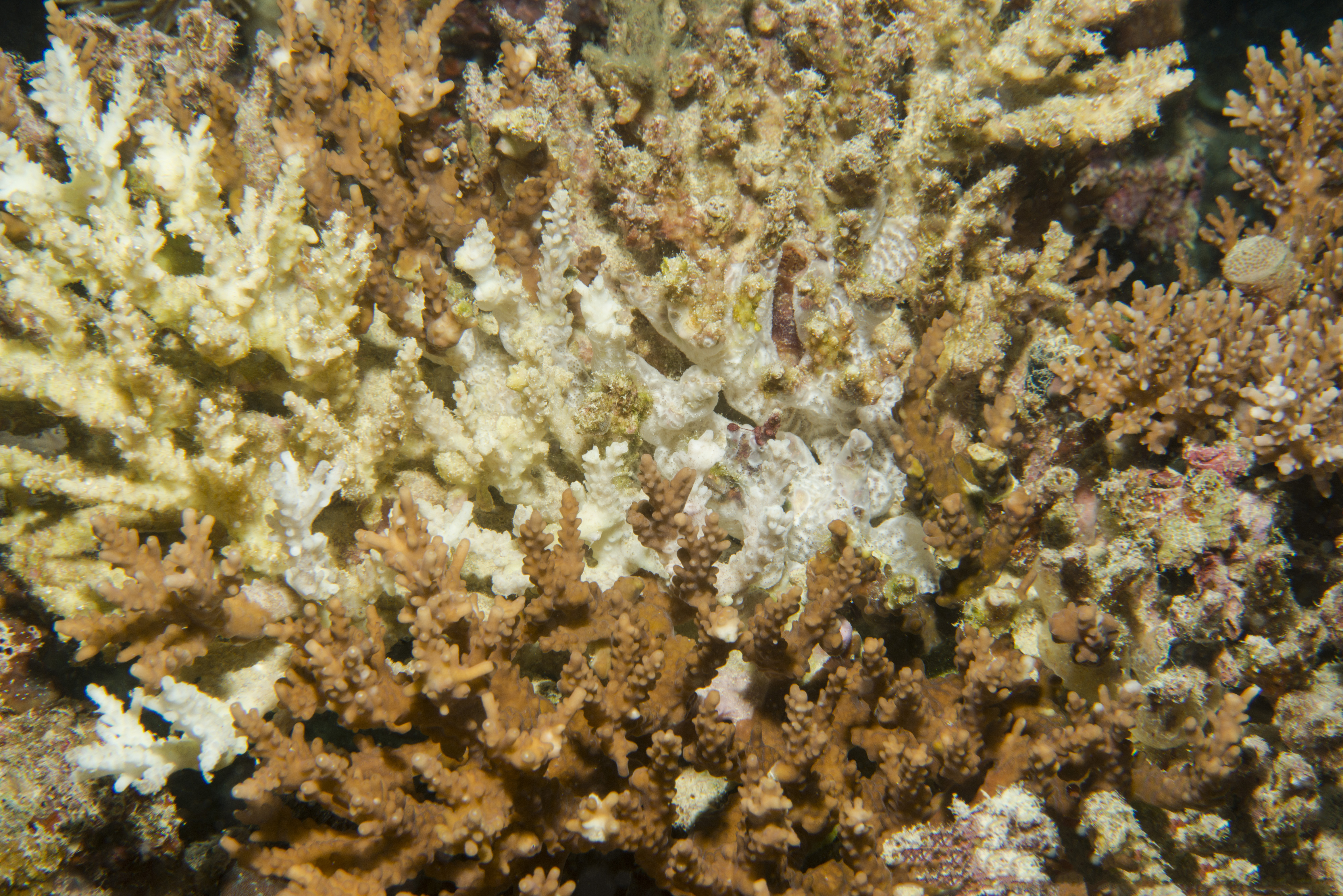 Coral bleaching.