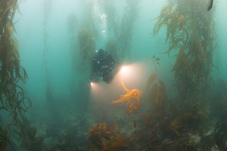 Underwater forests of the Channel Islands.