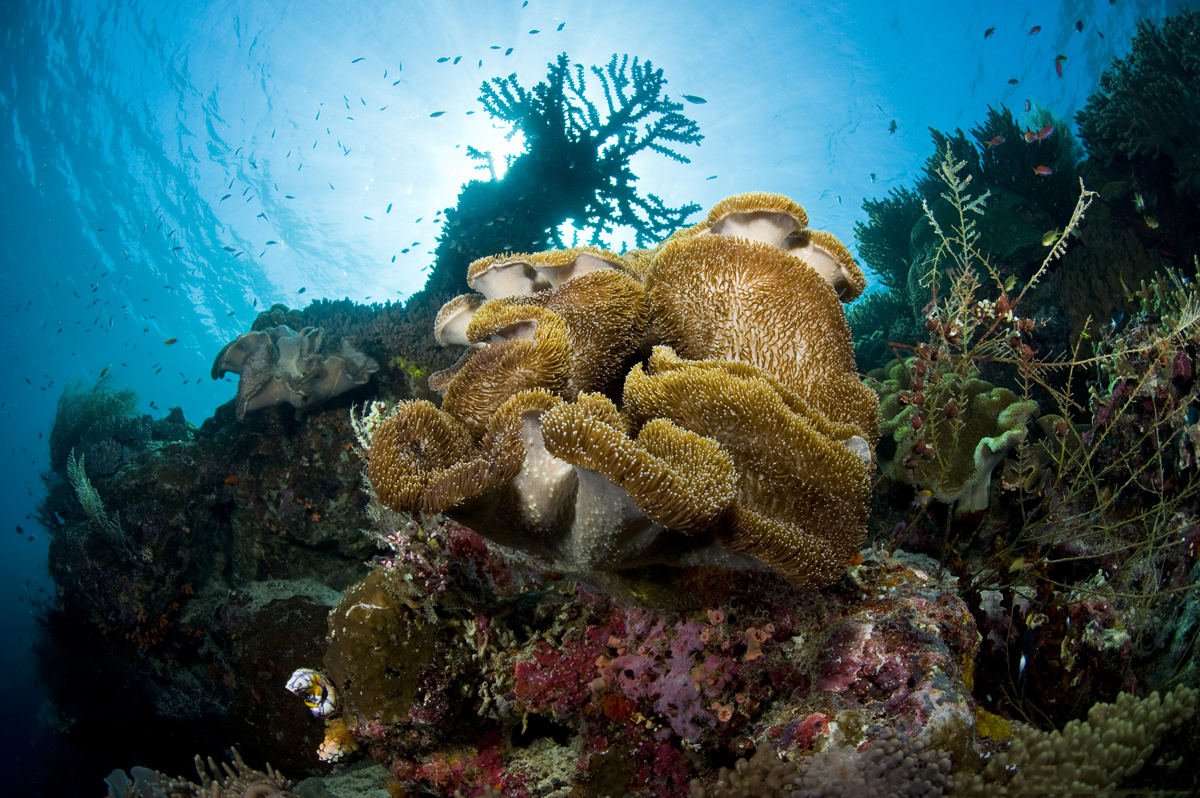 Indo-Pacific coral reef.