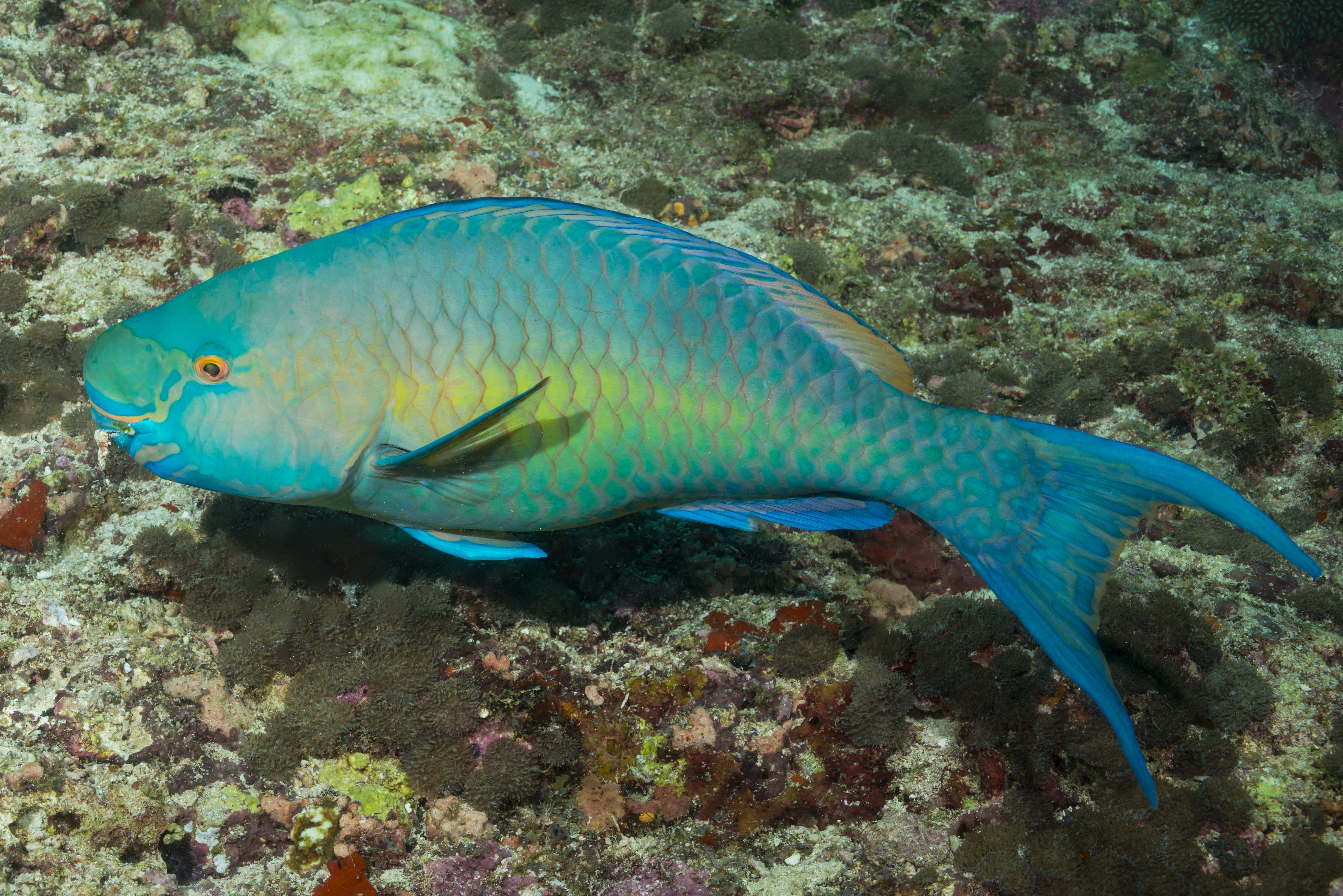 Redlip Parrotfish.