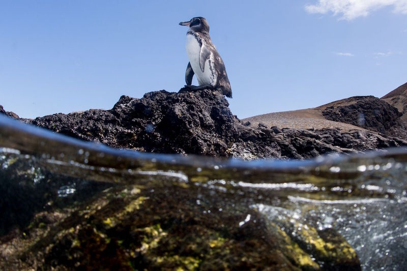 Galapagos Penguin.