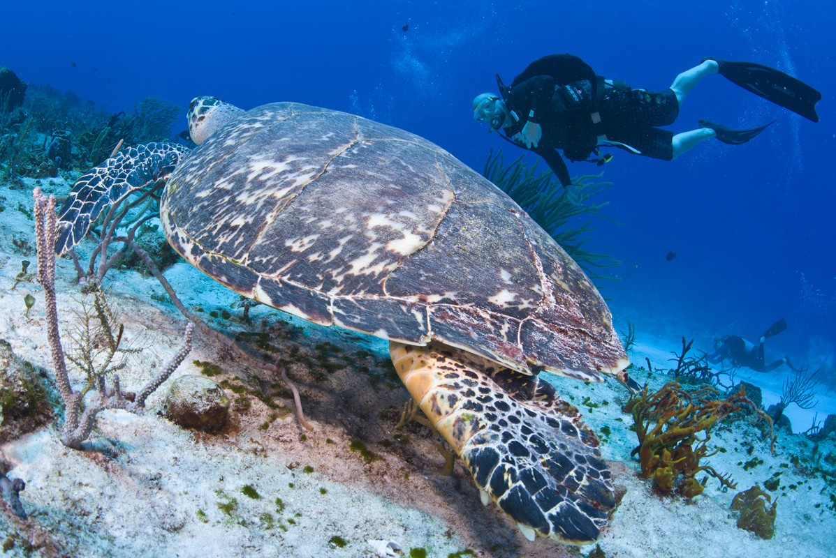 Hawksbill and divers