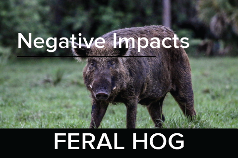 Feral Hog