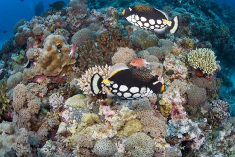 Indo-Pacific Reef Fish Identification