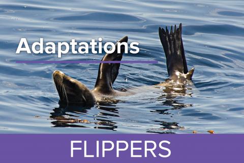 Flippers - Guy Harvey Edition
