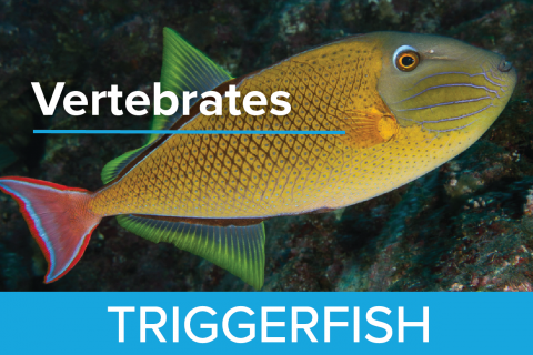 Triggerfish - Guy Harvey Edition