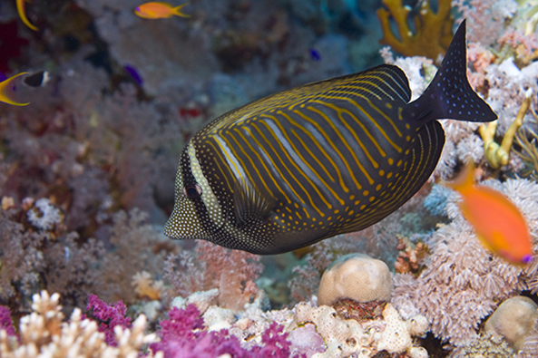Red Sea Fish Identification