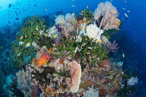 Biodiversity of the Ocean