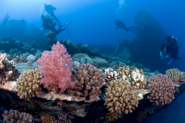 Natural History of Red Sea Coral